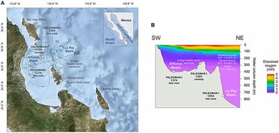 Scenarios of Deoxygenation of the Eastern Tropical North Pacific During the Past Millennium as a Window Into the Future of Oxygen Minimum Zones